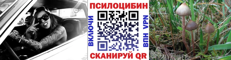 Купить  Называевск  Галлюциногенные грибы Psilocybe 